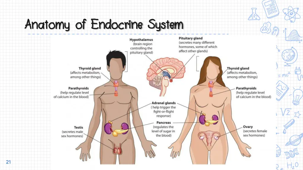 anatomy of endocrine system anatomy of endocrine