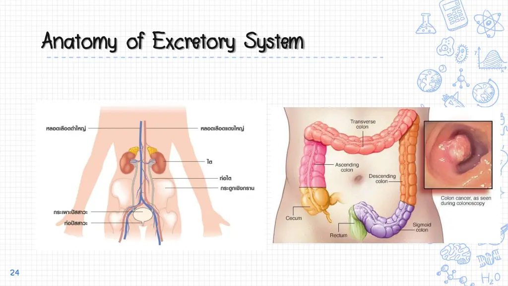 anatomy of excretory system anatomy of excretory