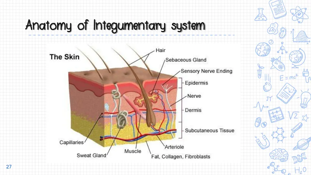 anatomy of integumentary system anatomy