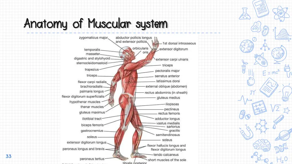 anatomy of muscular system anatomy of muscular