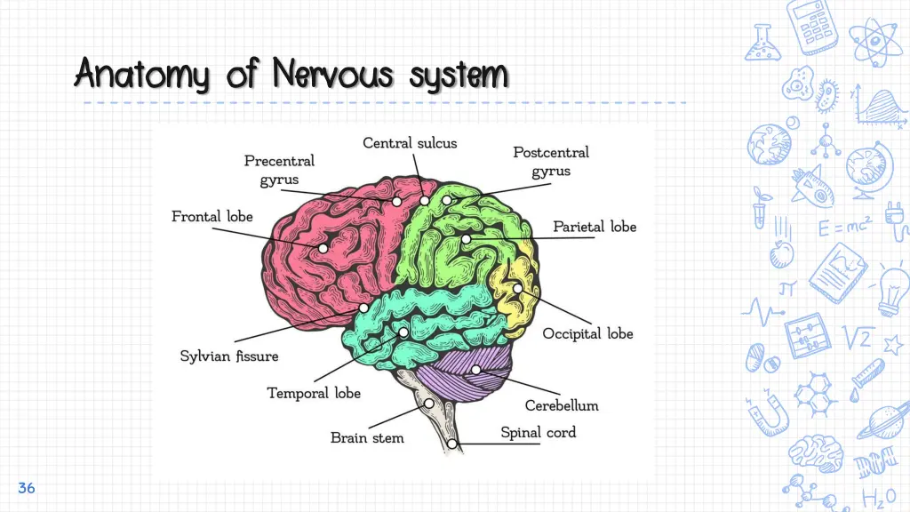 anatomy of nervous system anatomy of nervous