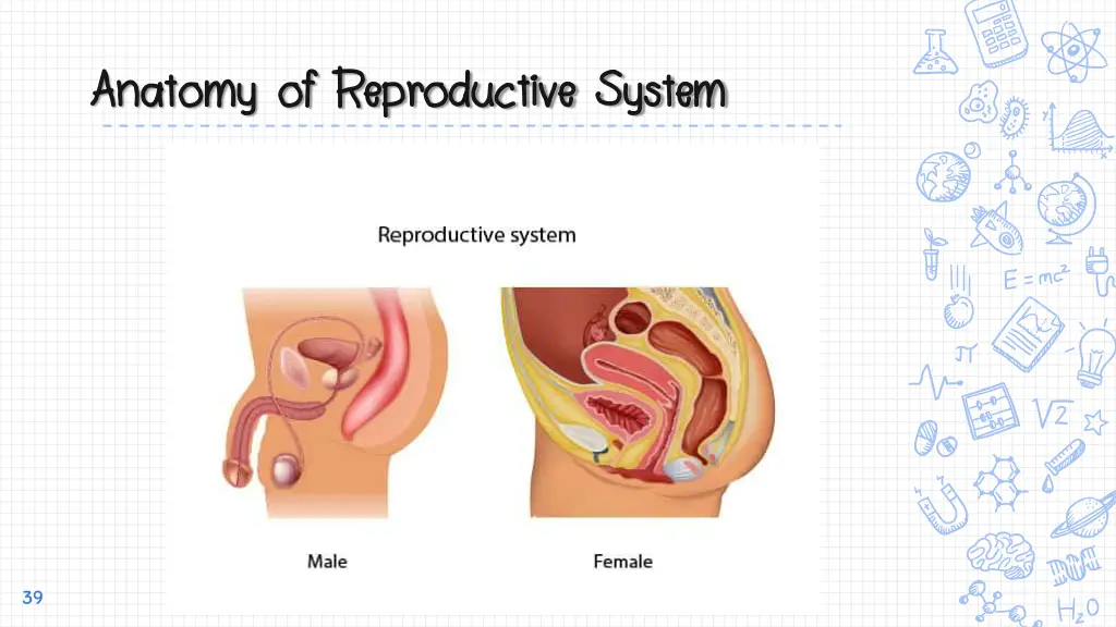 anatomy of reproductive system anatomy