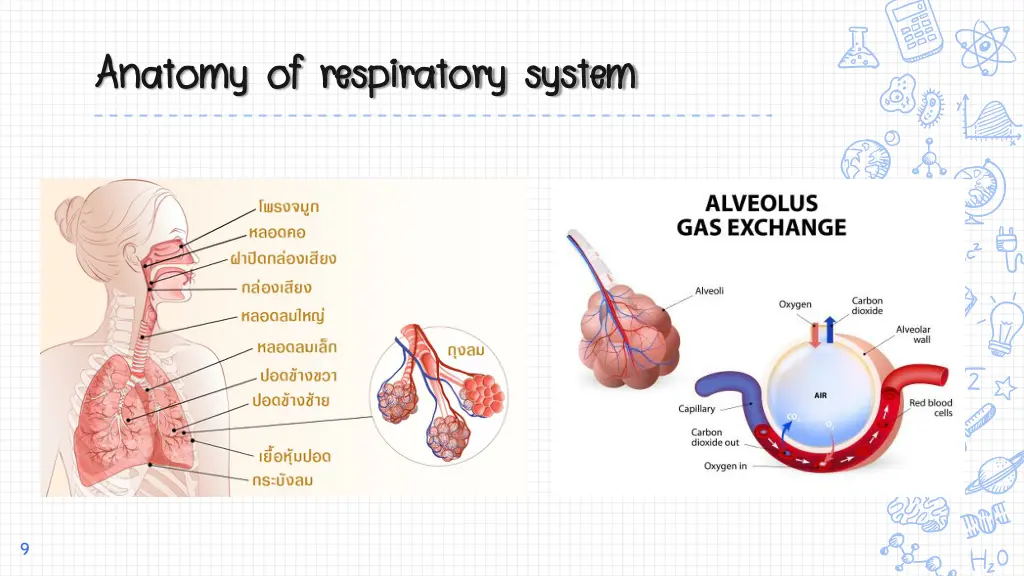 anatomy of respiratory system anatomy