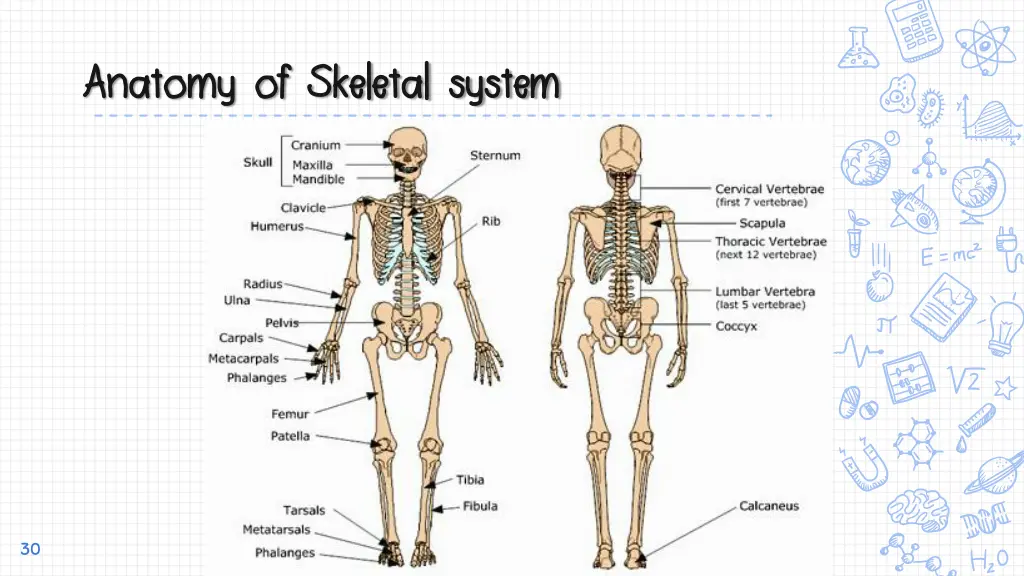 anatomy of skeletal system anatomy of skeletal