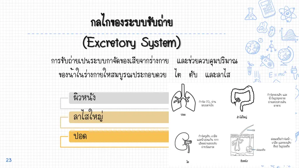 excretory system excretory system