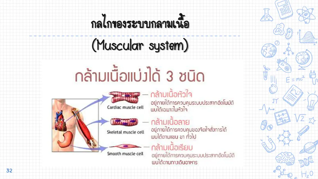 muscular system muscular system