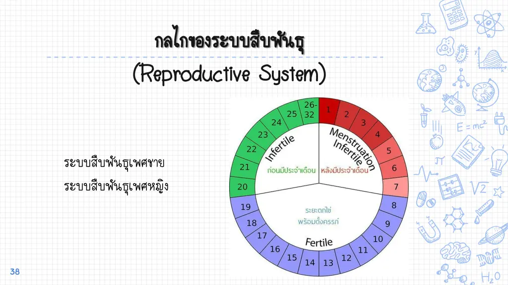 reproductive system reproductive system