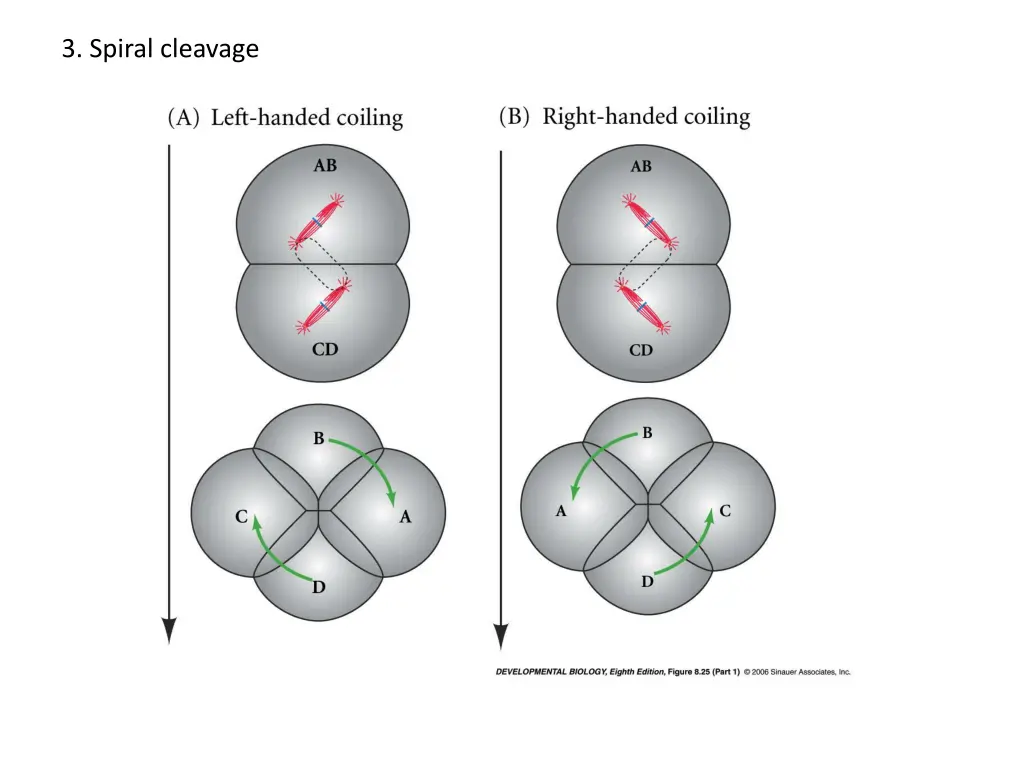 3 spiral cleavage