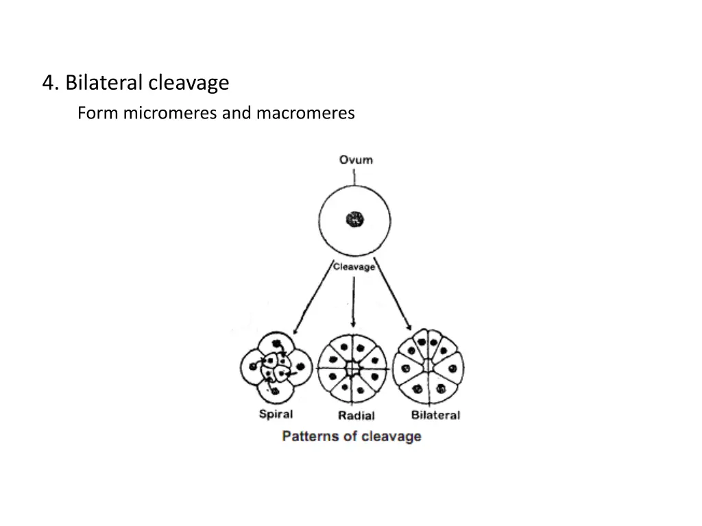 4 bilateral cleavage form micromeres