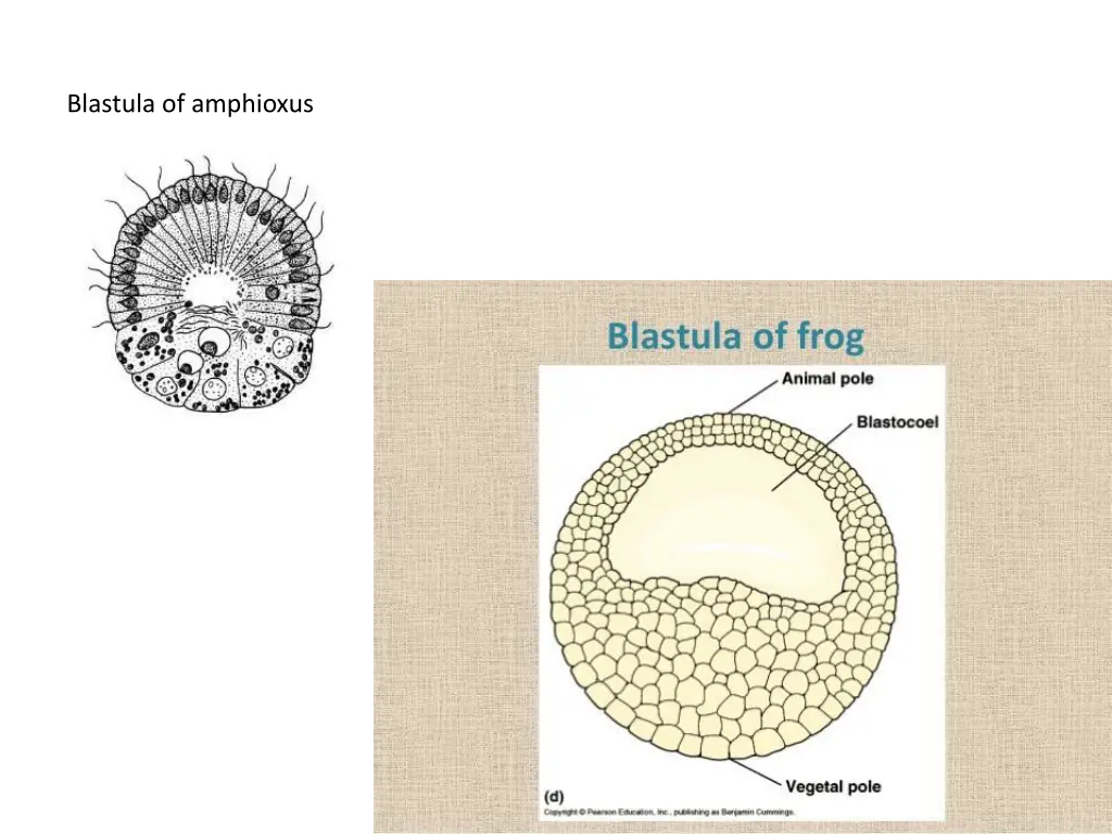 blastula of amphioxus