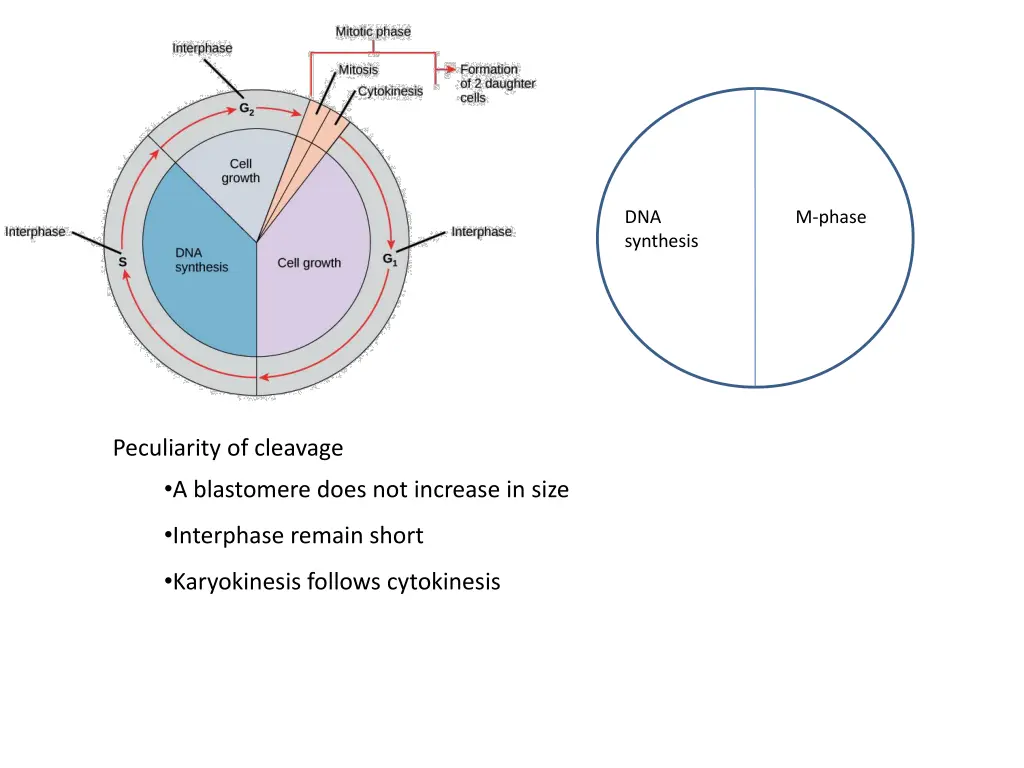 dna synthesis