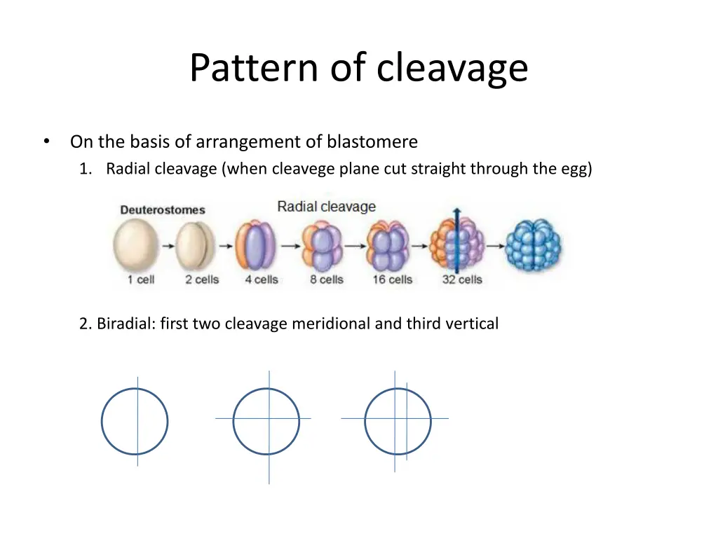pattern of cleavage
