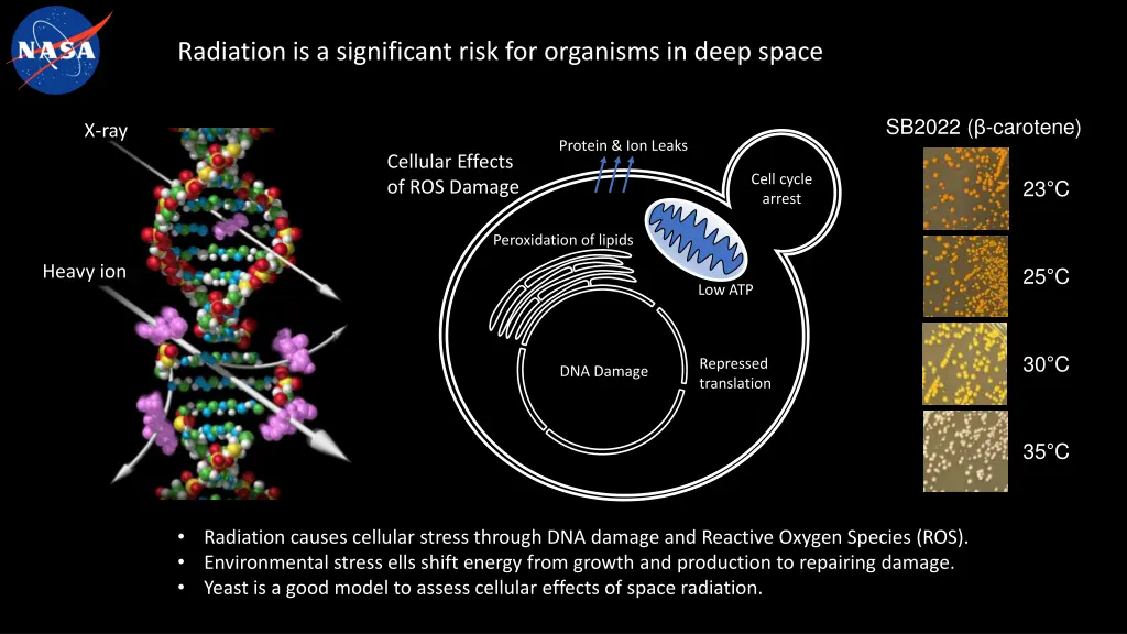 radiation is a significant risk for organisms