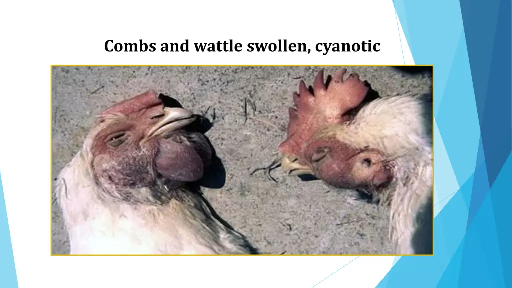 combs and wattle swollen cyanotic 1