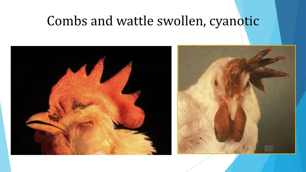 combs and wattle swollen cyanotic