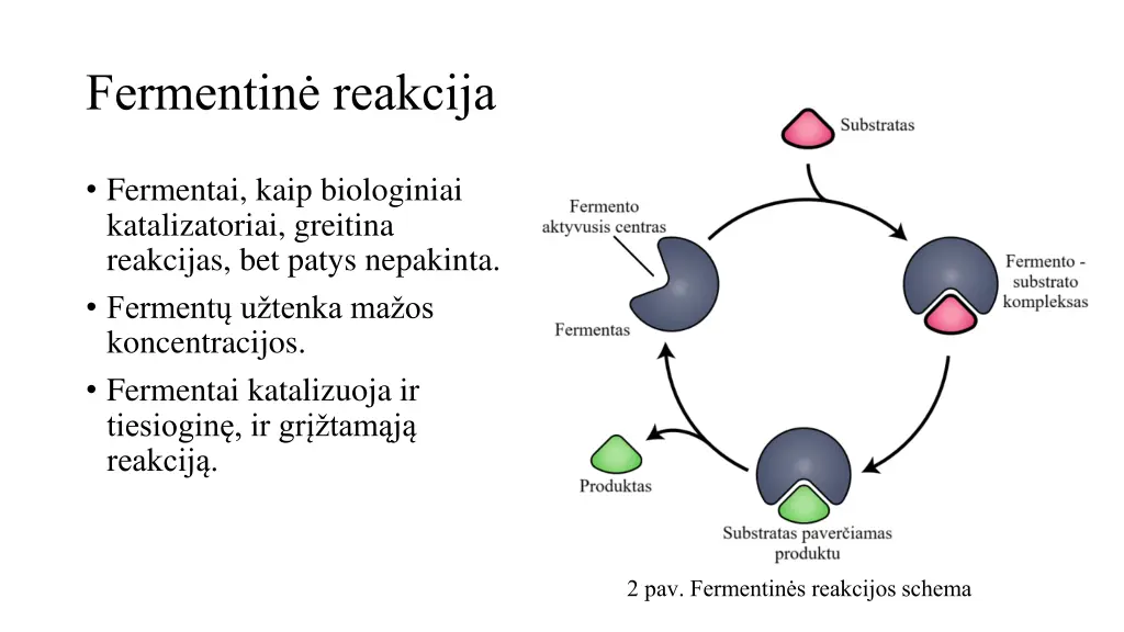 fermentin reakcija