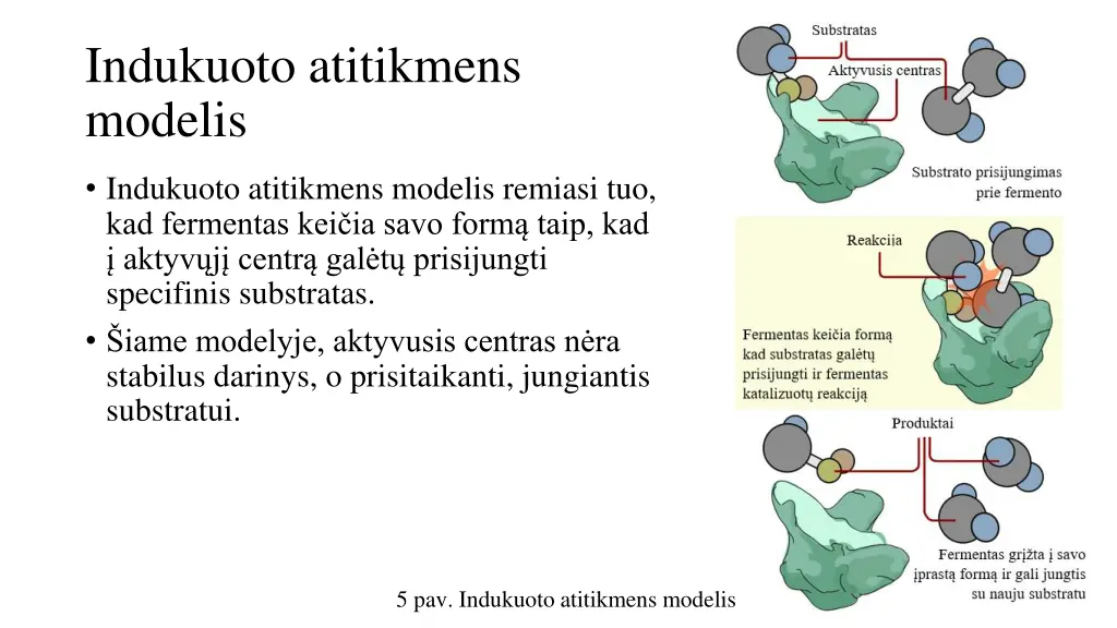 indukuoto atitikmens modelis 1