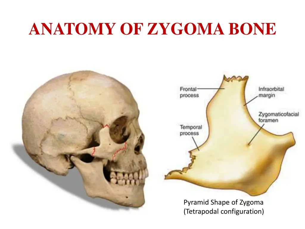 anatomy of zygoma bone