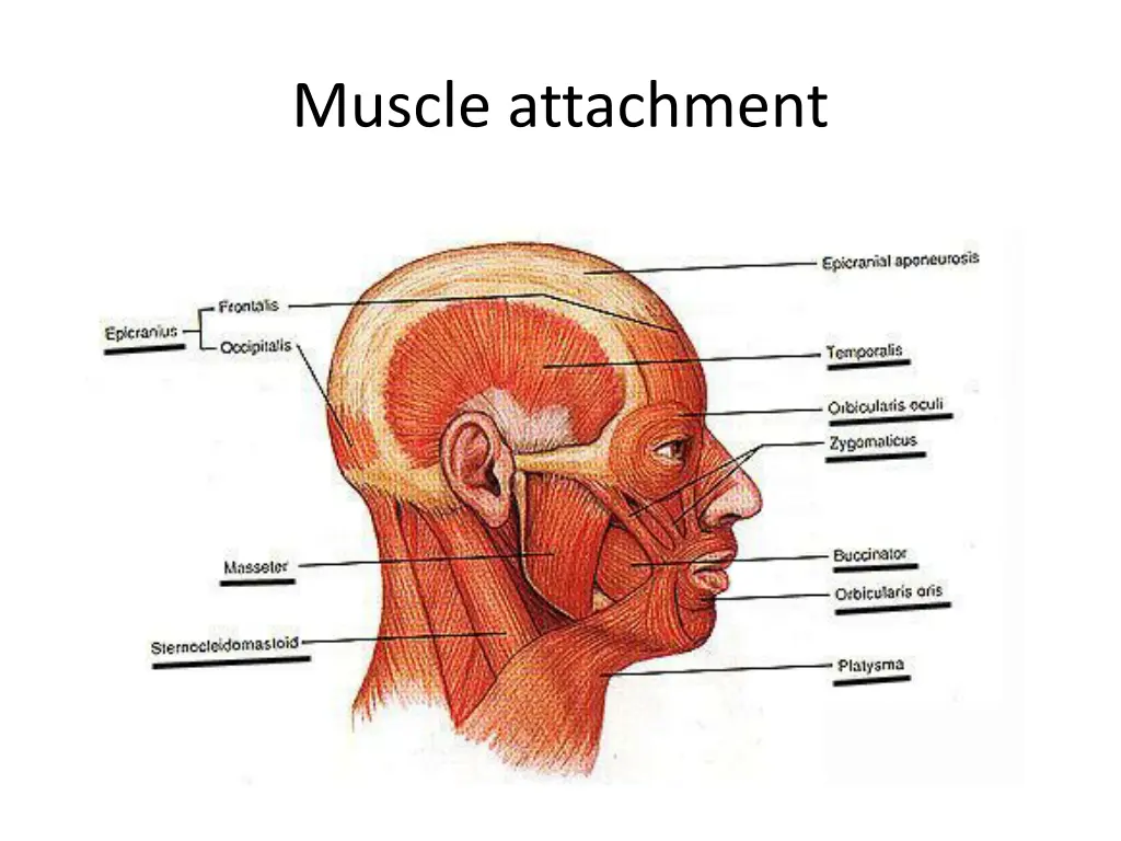 muscle attachment