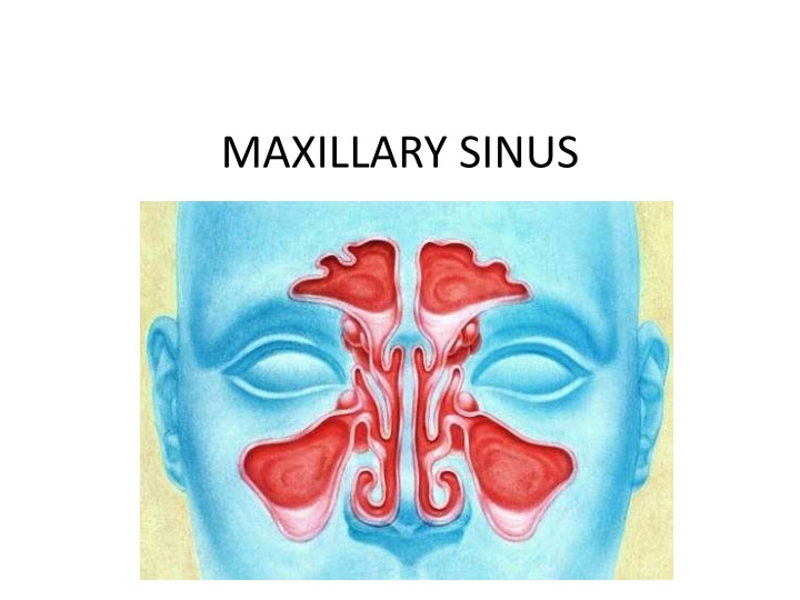 maxillary sinus