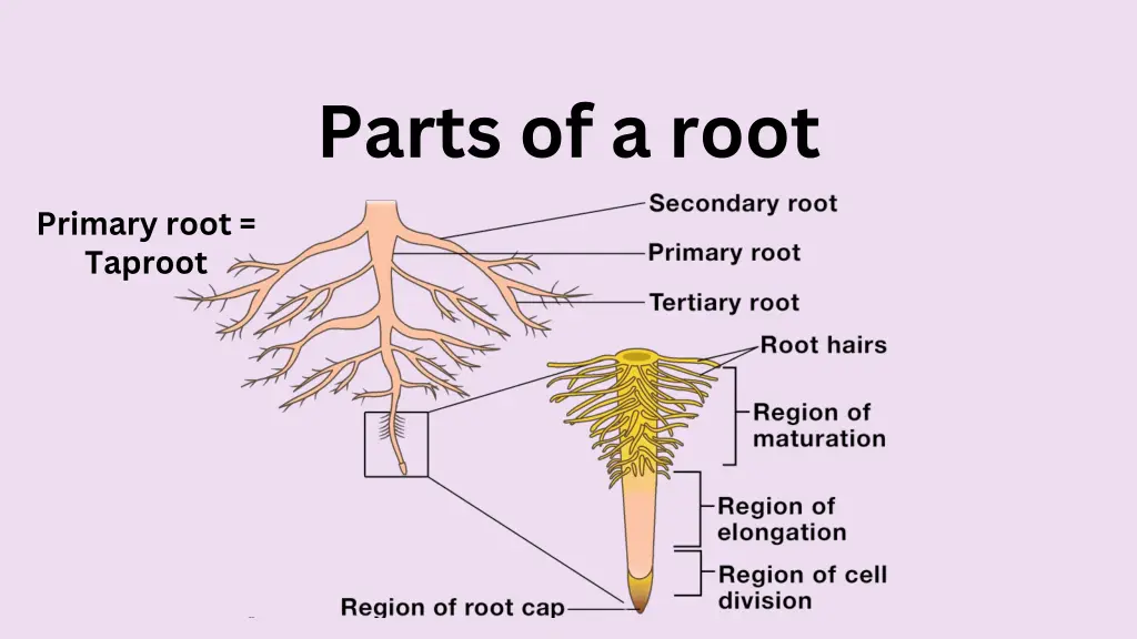 parts of a root