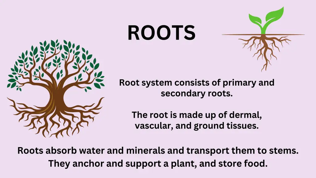 roots