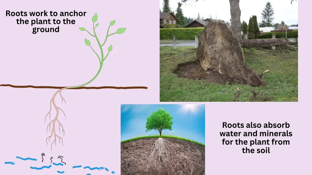 roots work to anchor the plant to the ground