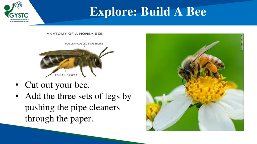 explore build a bee