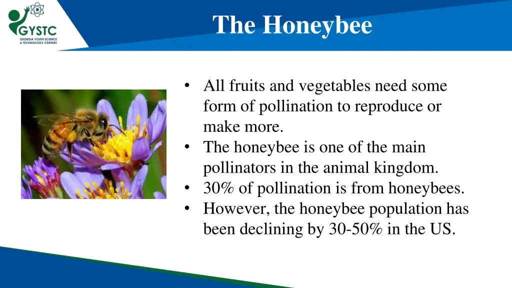 the honeybee