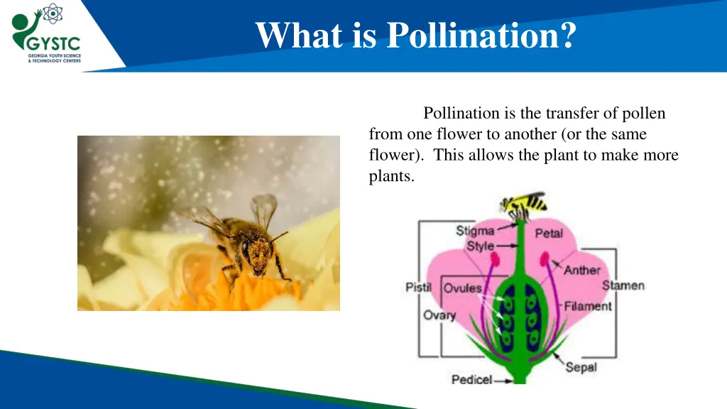 what is pollination