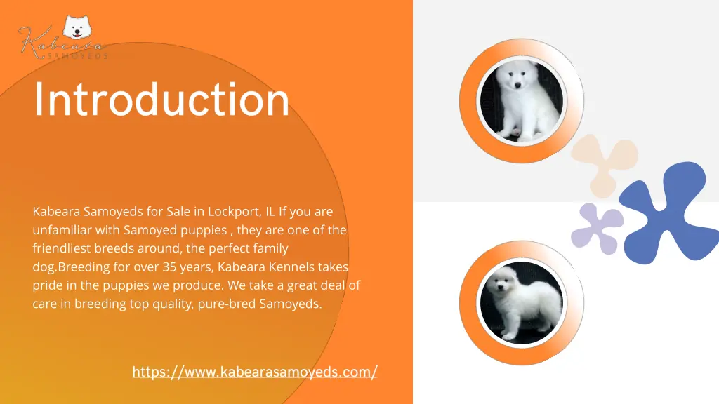 kabeara samoyeds for sale in lockport