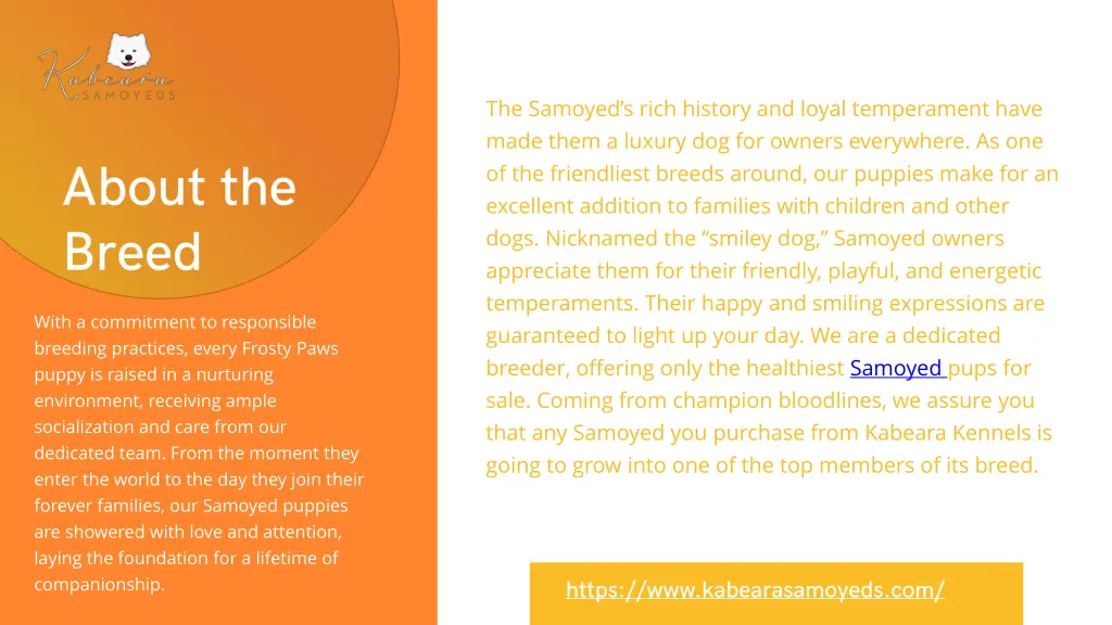 the samoyed s rich history and loyal temperament