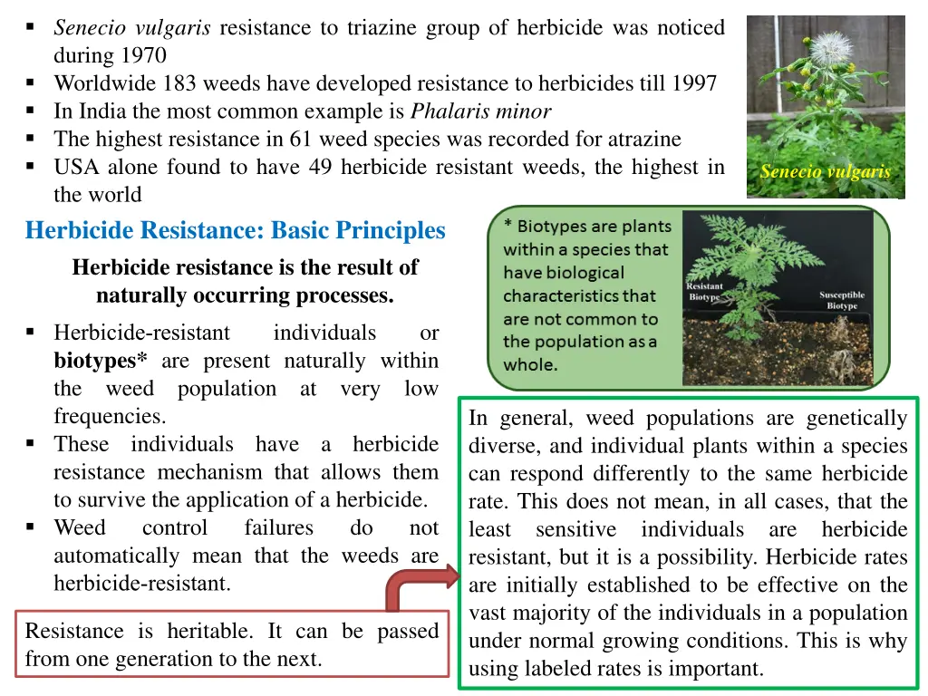 senecio vulgaris resistance to triazine group