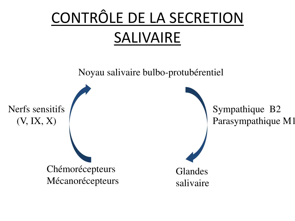 contr le de la secretion salivaire