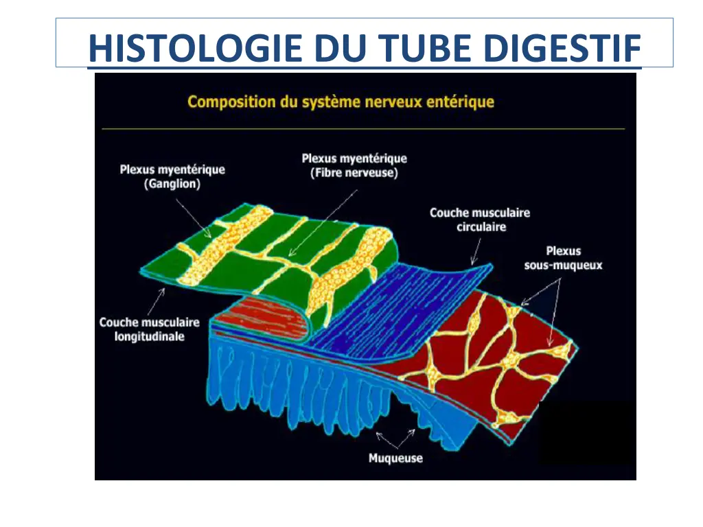 histologie du tube digestif