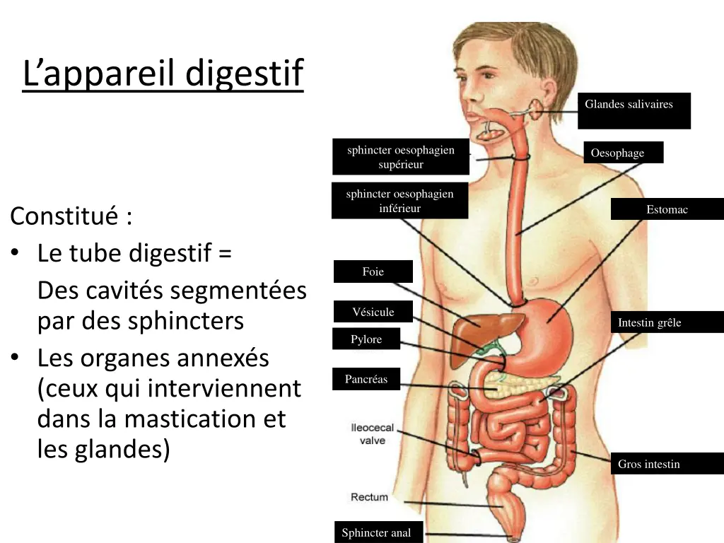 l appareil digestif