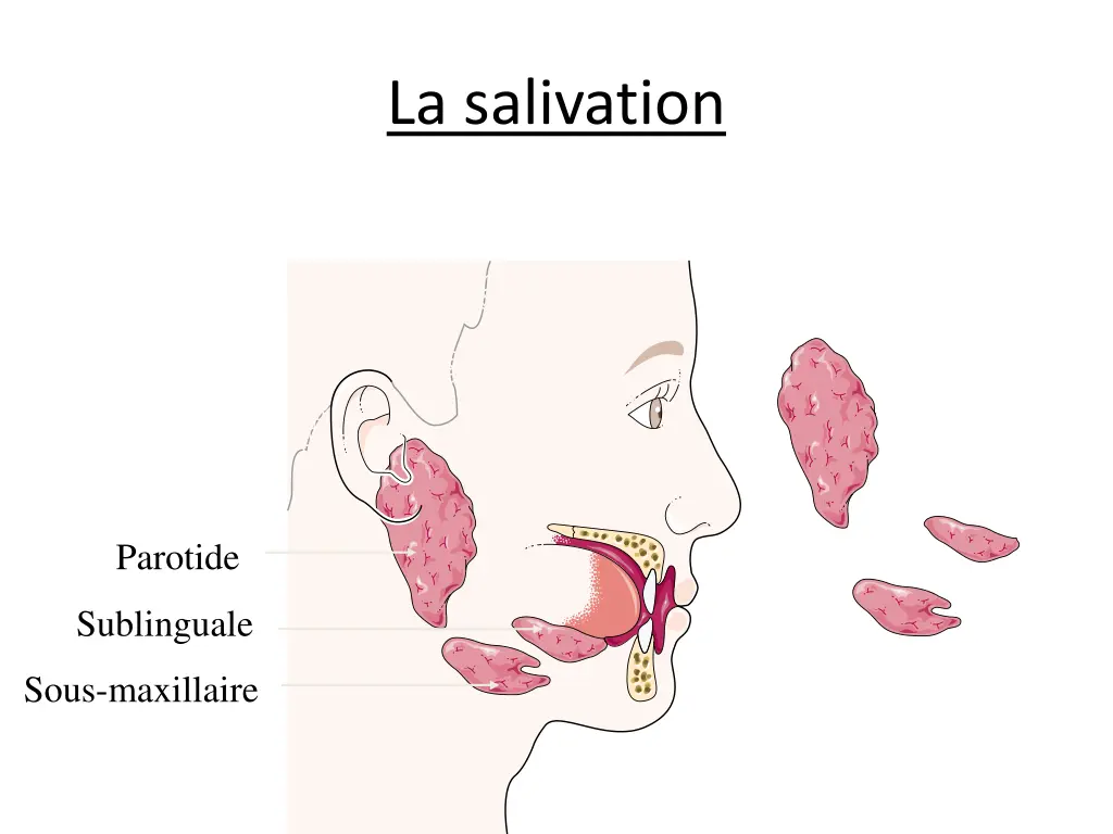 la salivation