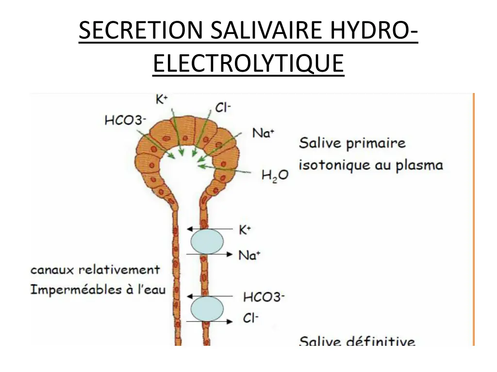 secretion salivaire hydro electrolytique