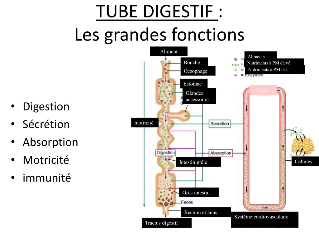 tube digestif les grandes fonctions