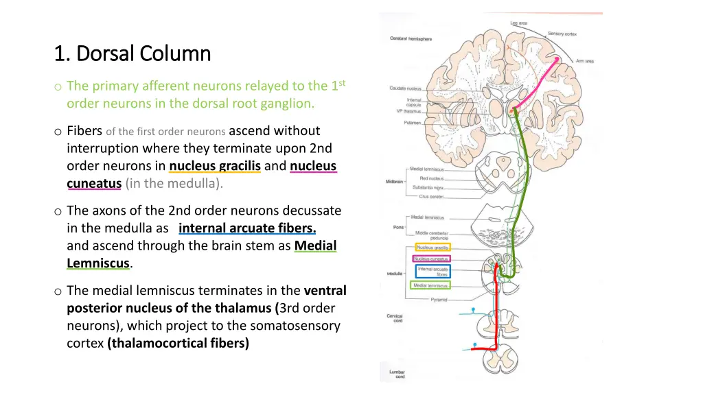 1 dorsal column 1 dorsal column 1