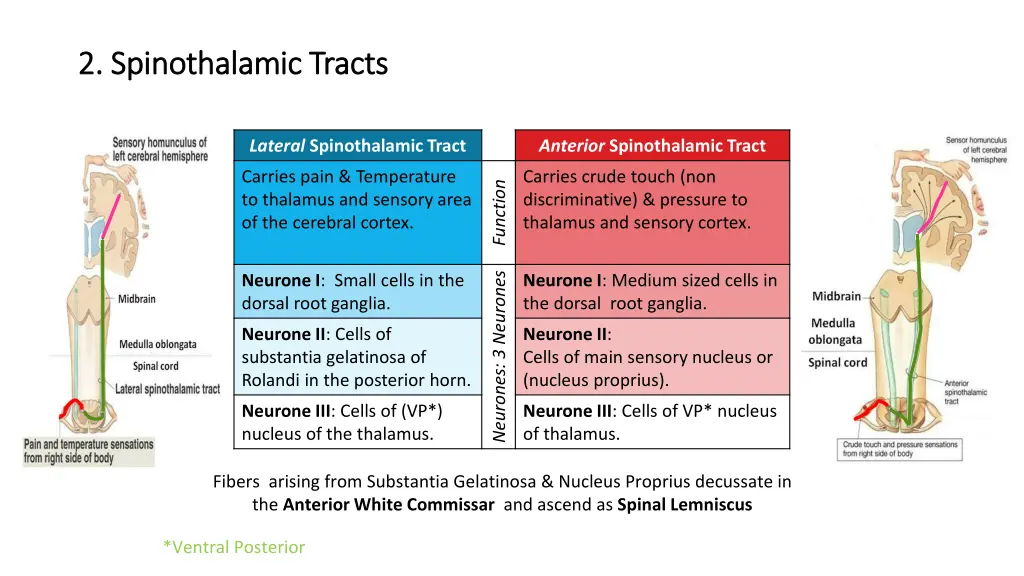 2 2 spinothalamic tracts spinothalamic tracts