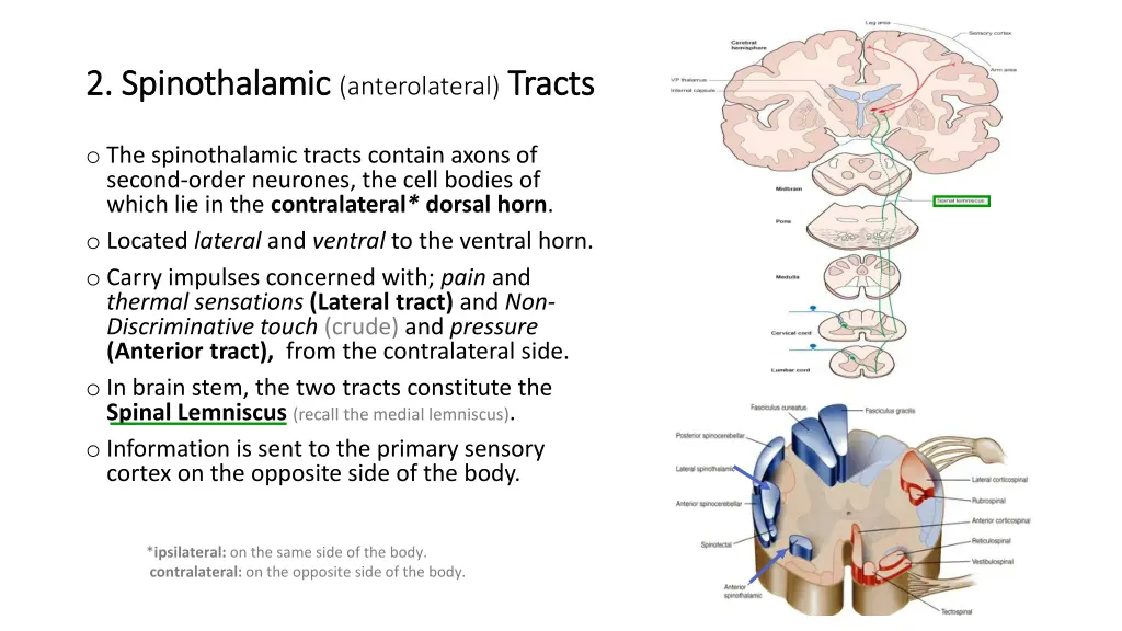 2 spinothalamic 2 spinothalamic anterolateral