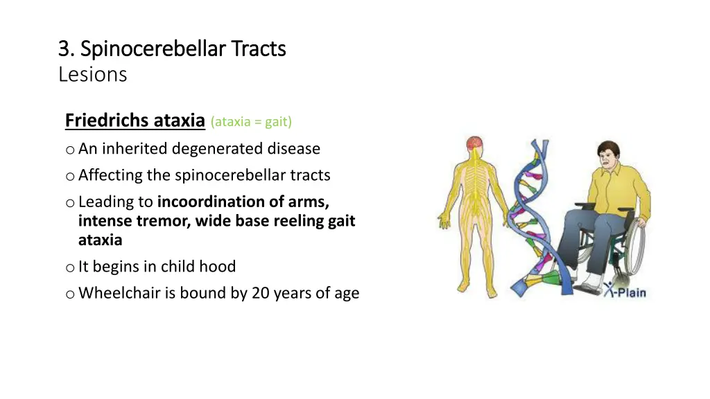 3 3 spinocerebellar tracts spinocerebellar tracts 1