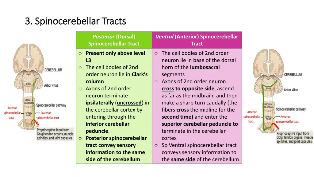 3 3 spinocerebellar tracts spinocerebellar tracts