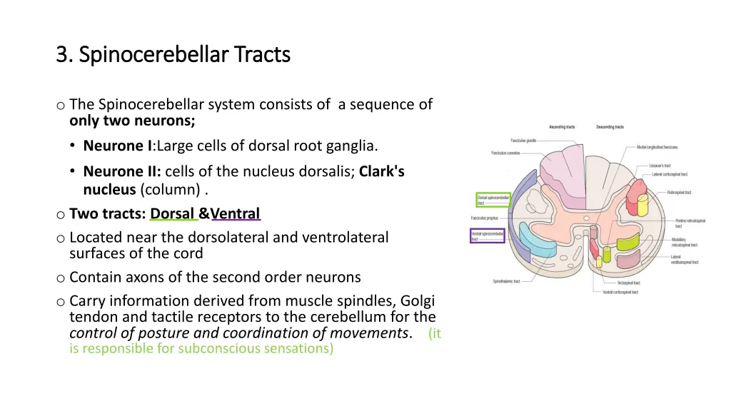 3 spinocerebellar tracts 3 spinocerebellar tracts