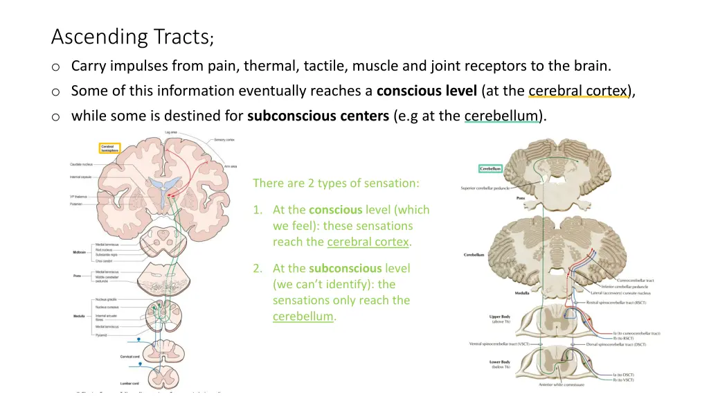 ascending tracts o carry impulses from pain