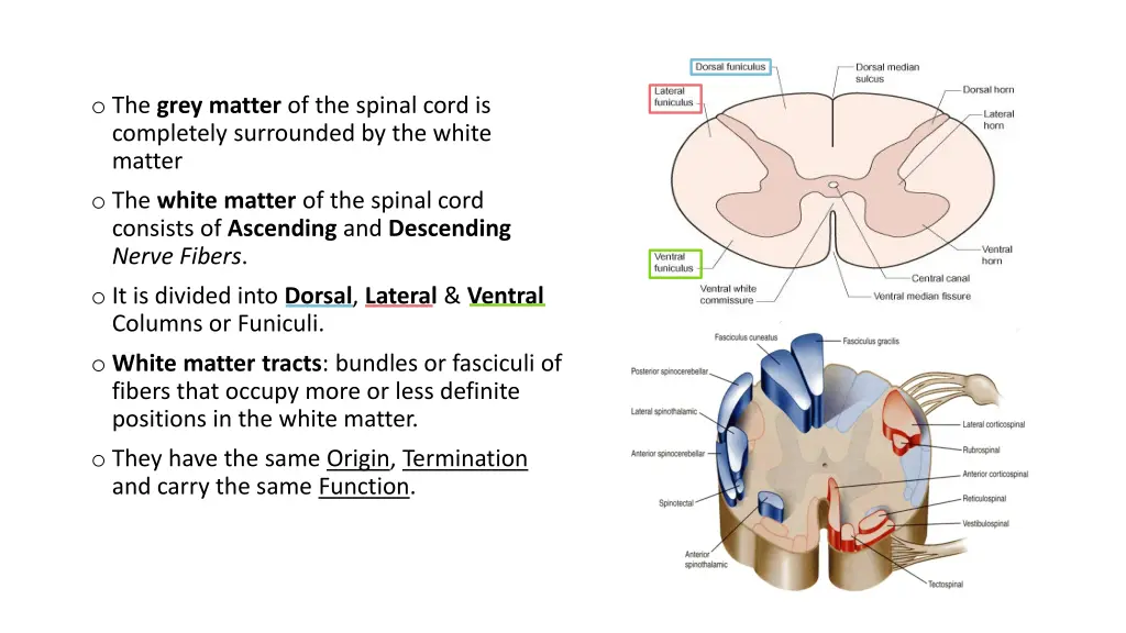 o the grey matter of the spinal cord