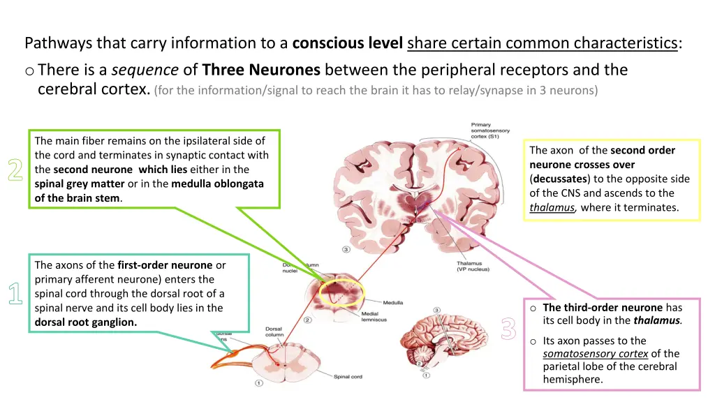 pathways that carry information to a conscious