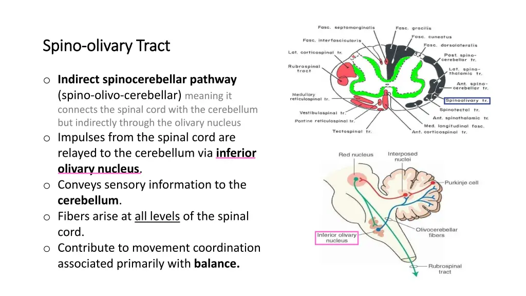 spino spino olivary olivary tract