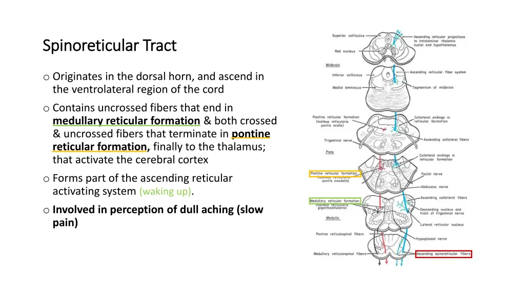 spinoreticular spinoreticular tract